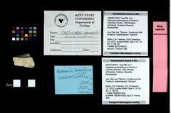 Foto (Objekt + Etikett) von Gastrosacus tuberosiformus (Lörenthey in Lörenthey & Beurlen, 1929)  (NHMW-GEO-1990-0041-2526)